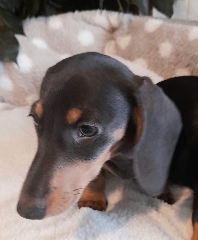 Miniature dachshunds