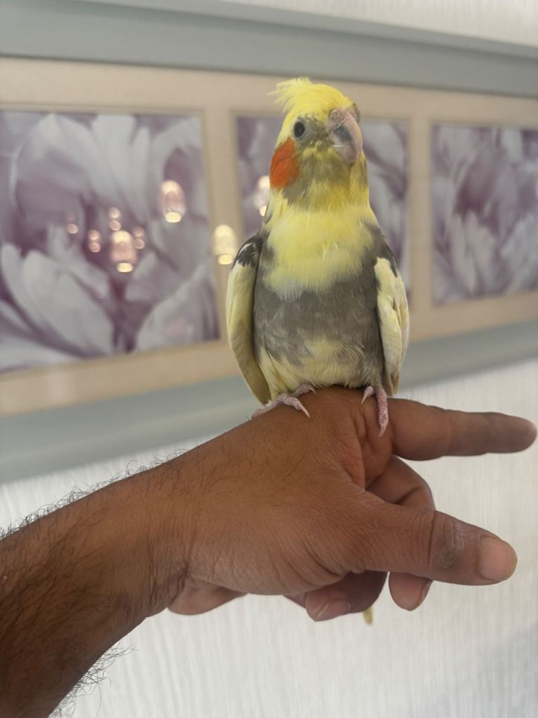 Super hand tame baby cockatiel for sale