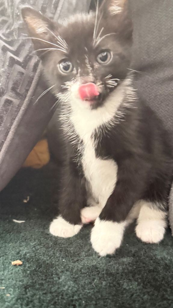 Kittens 