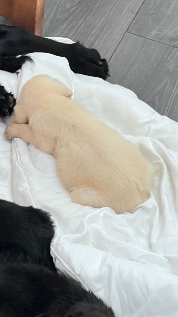 Retriever Pups