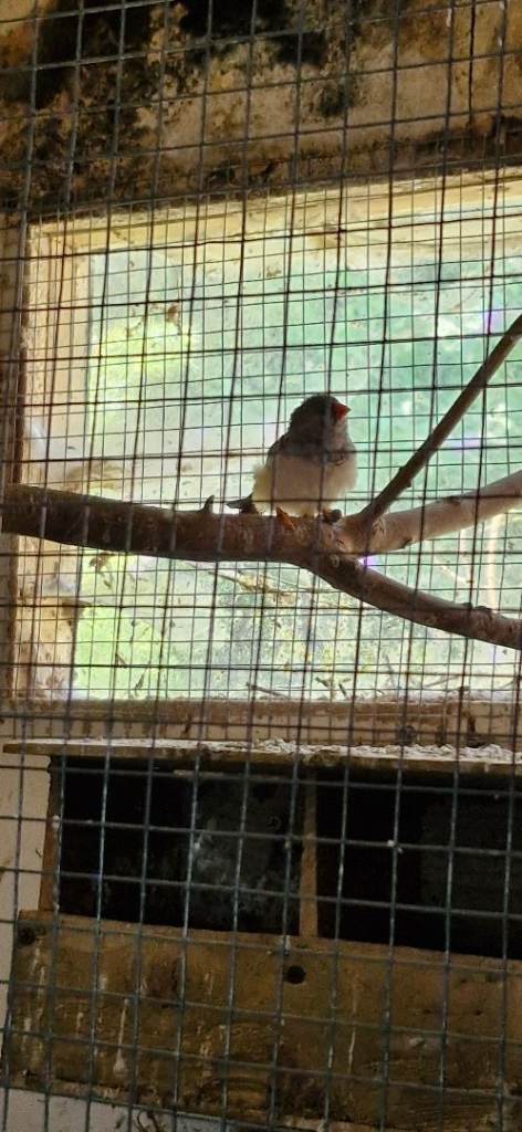 2 zebra finches