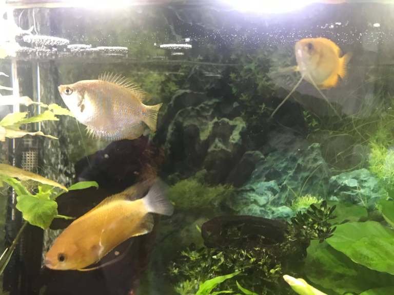 Dwarf Gourami