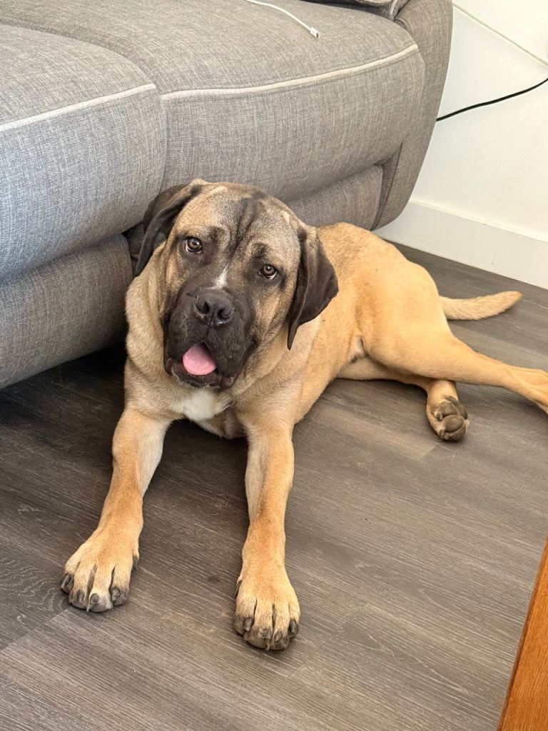Cane corso cross 