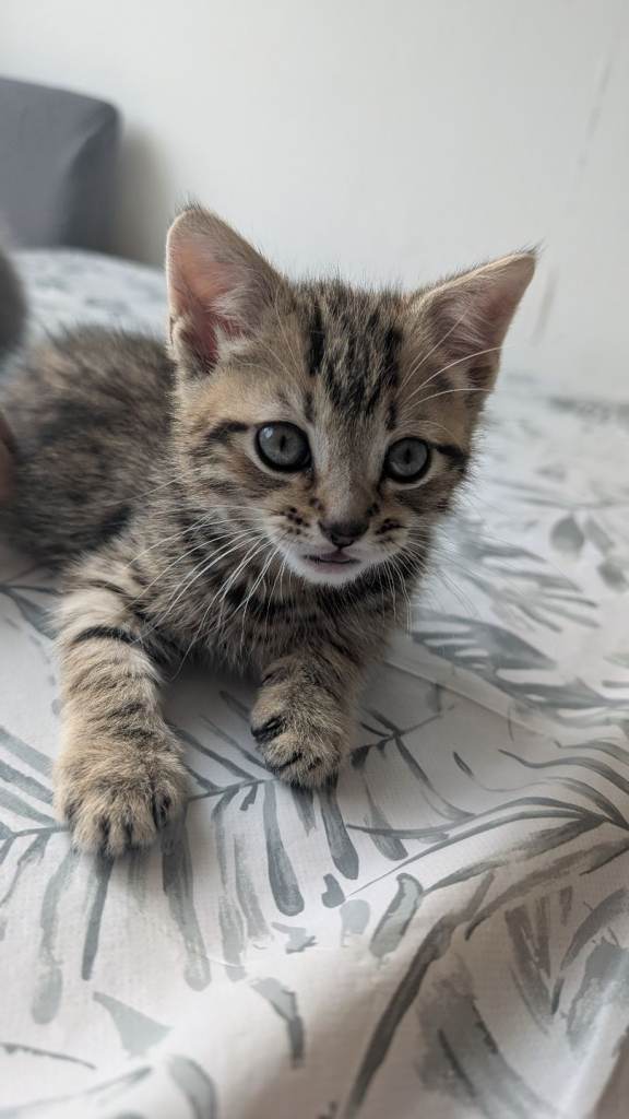 Kittens 