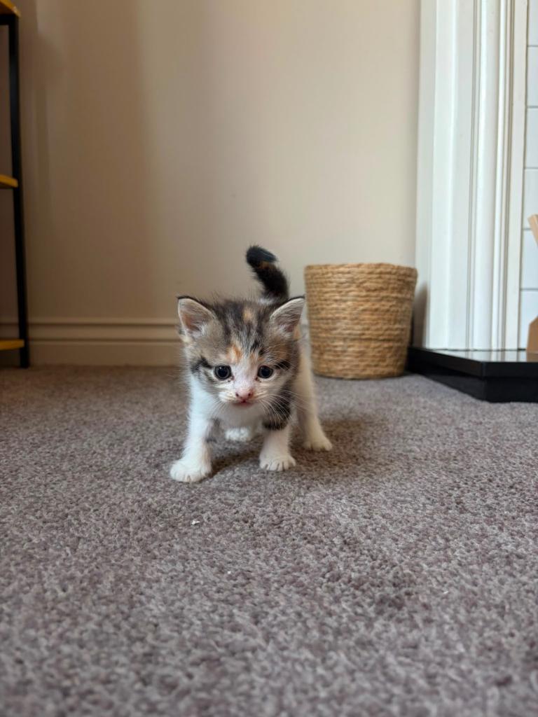 2 kittens looking for their forever homes