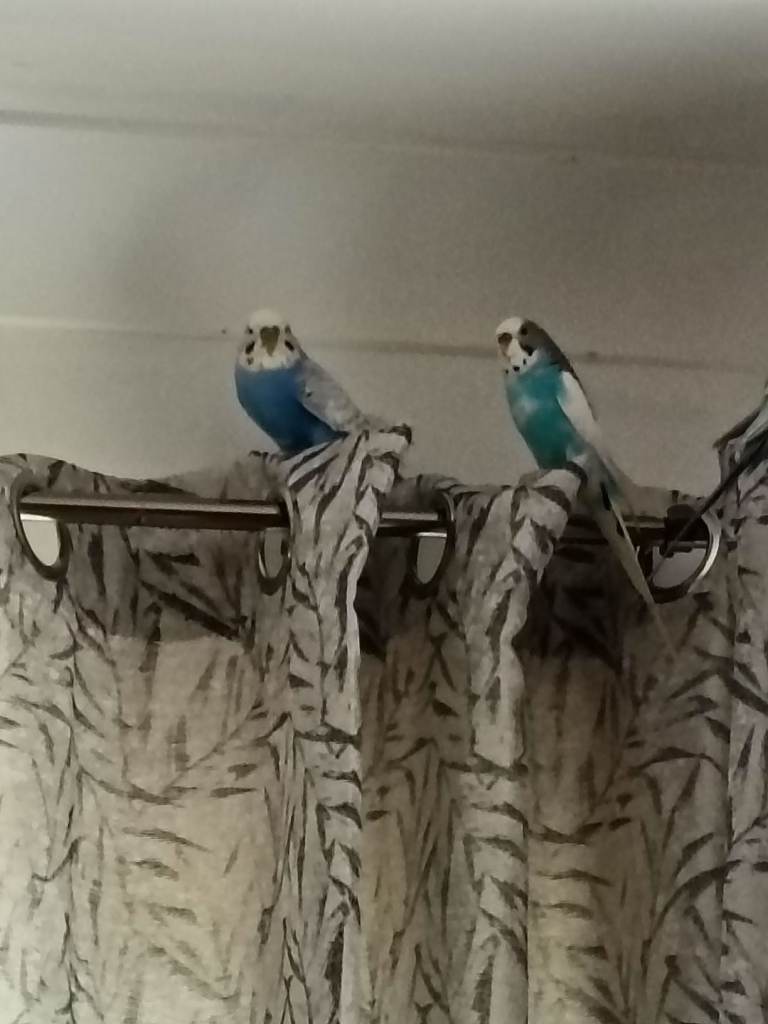 One male and one female budgie 