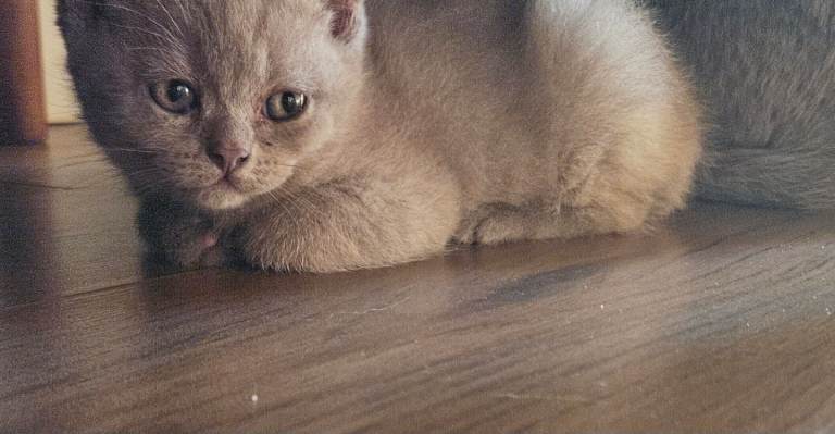 British shorthair kittens.LAST LILAC GIRL left 