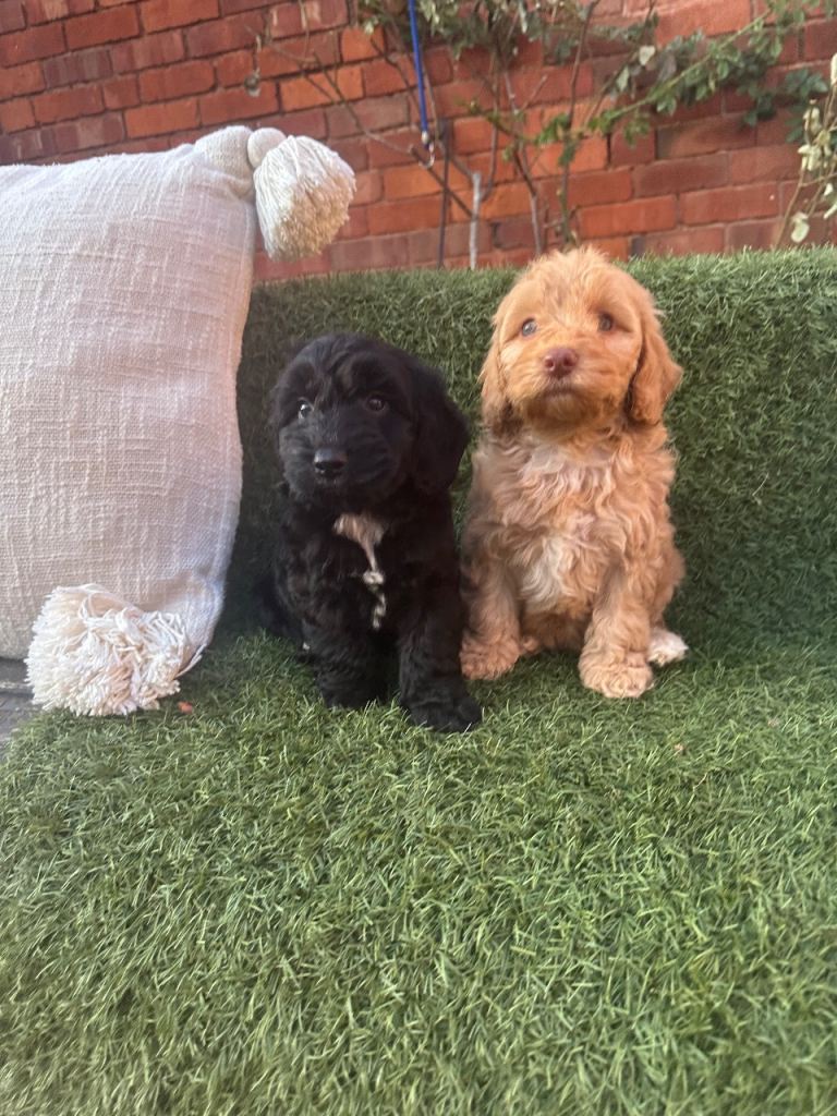 Cockapoo 