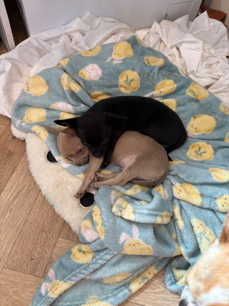 2 left! One lilac male one black bitch chihuahua