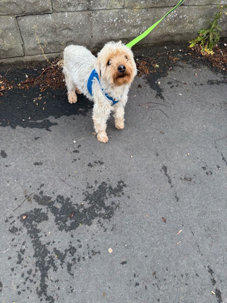 Yorkshire terrier crossed with shit zhu