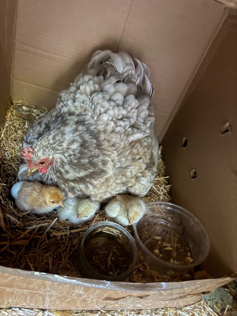 Chicks 