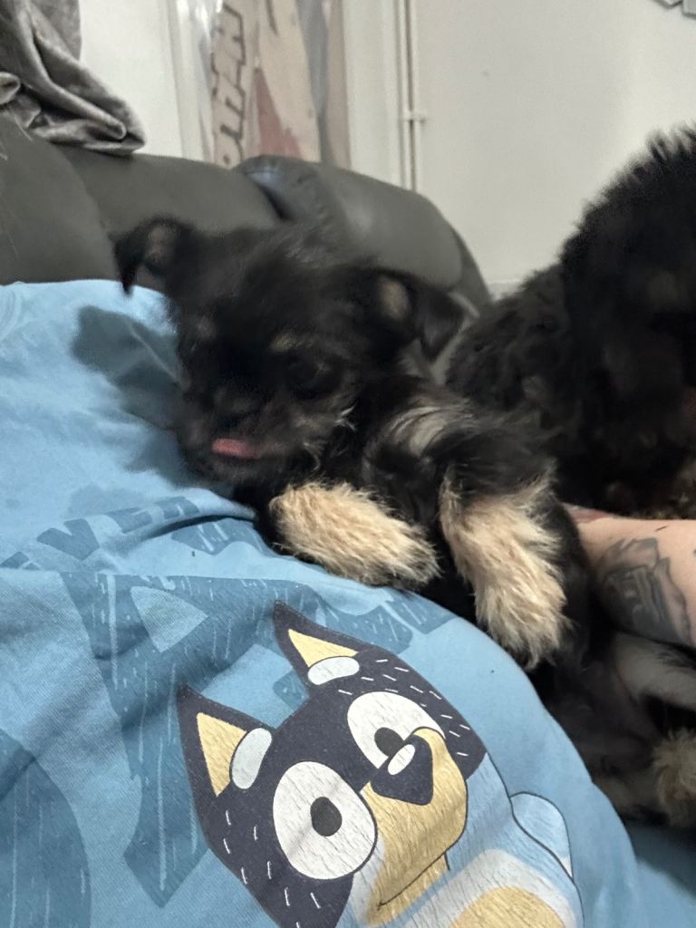 t cuo chihuahua x pooshon