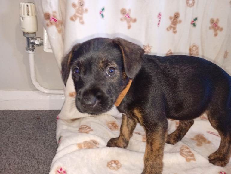 Patterdale puppies 