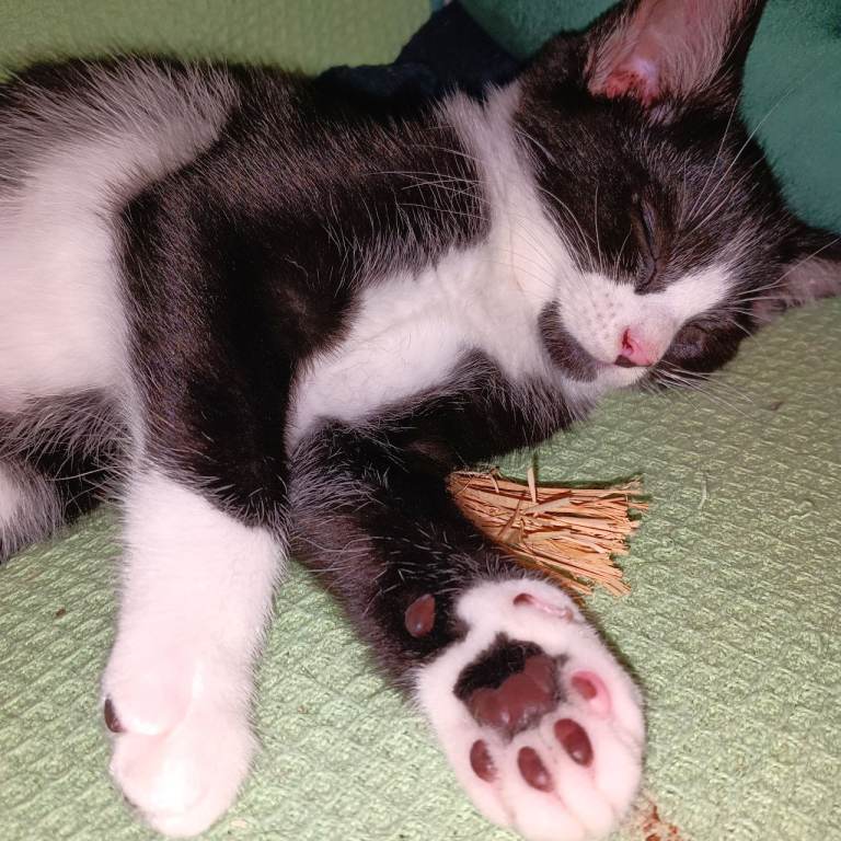 Black and white kittens