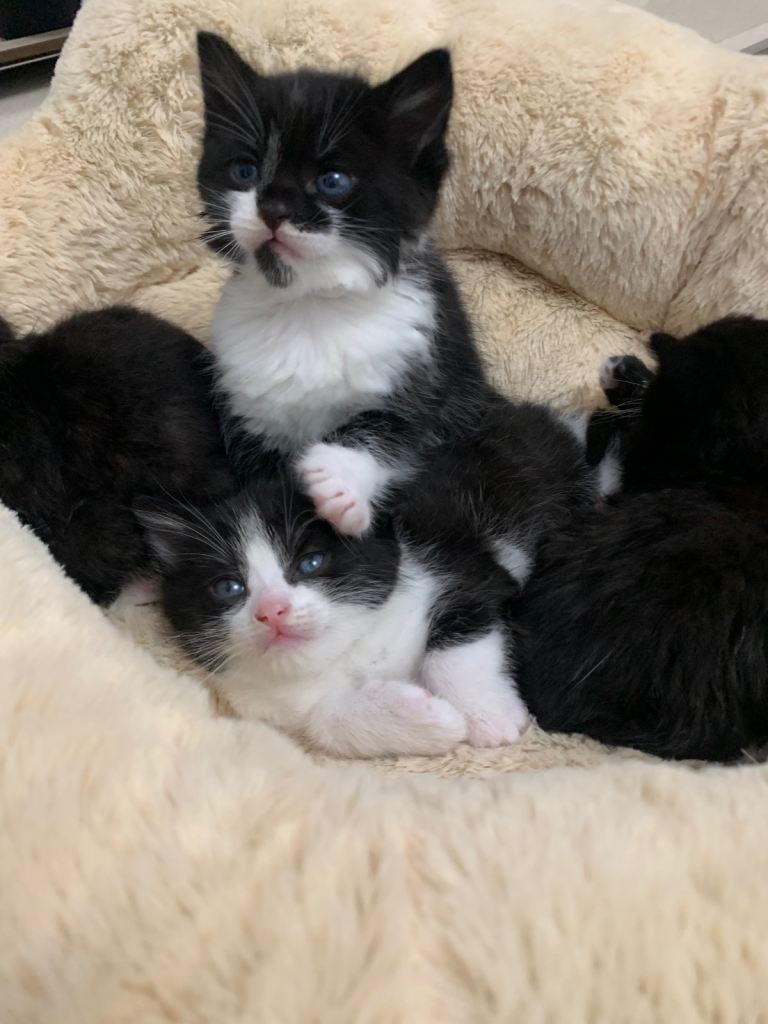 5 Mixed Breed Kittens 