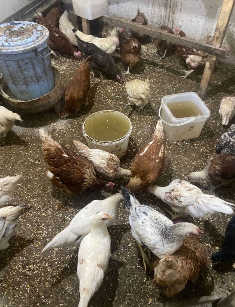 Chickens for sale 