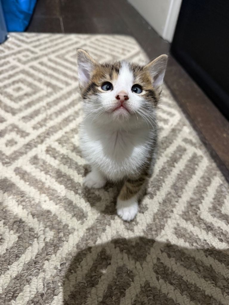 10 Weeks old Kittens 