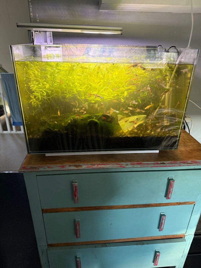 Fish with tank