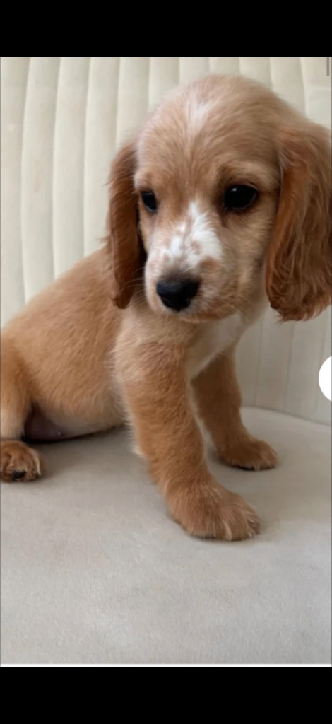 Cocker Spaniel puppy 11 weeks