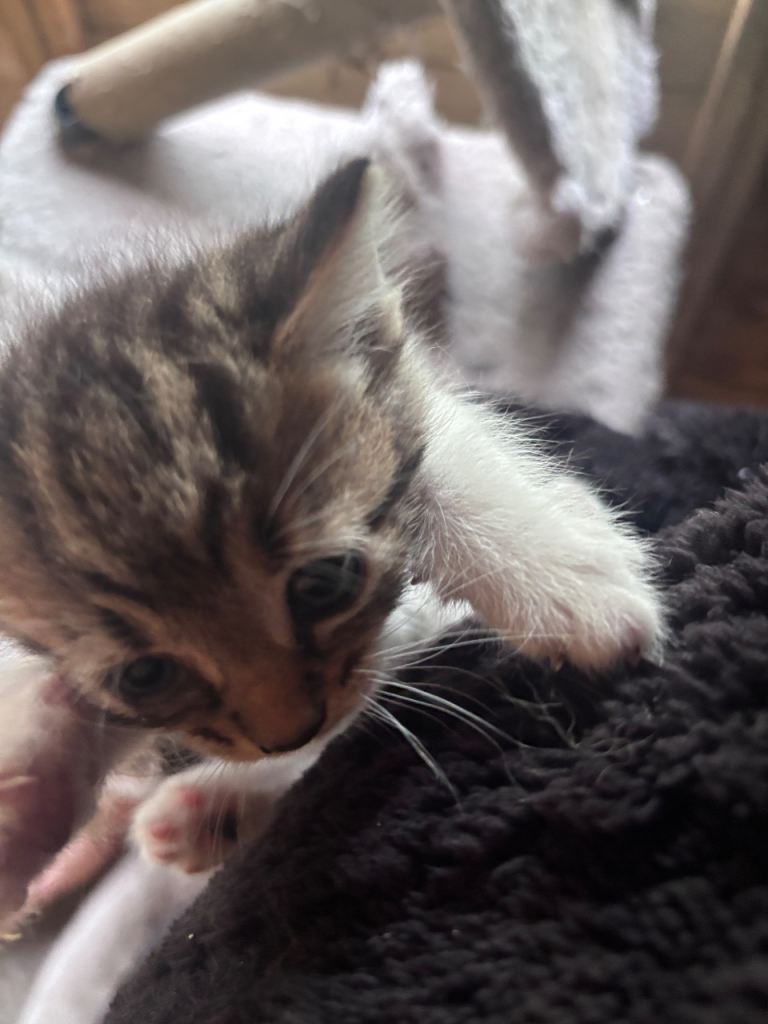 kittens for sale 