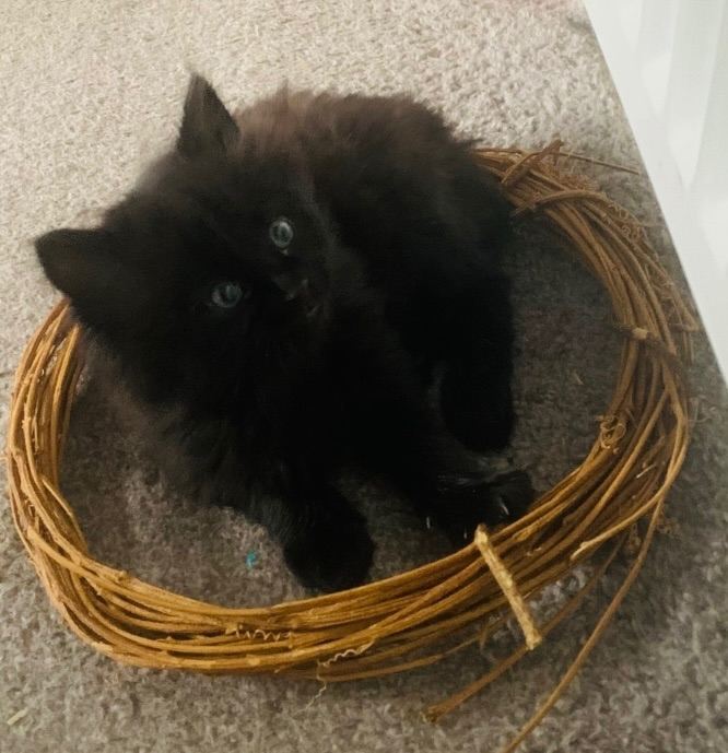 Male kitten
