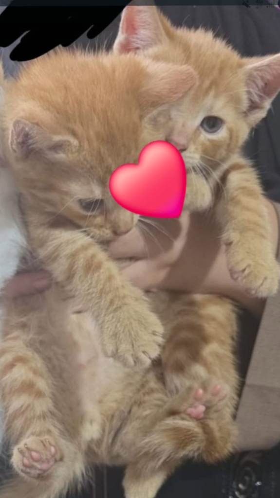 2 ginger kittens looking for their forever homes