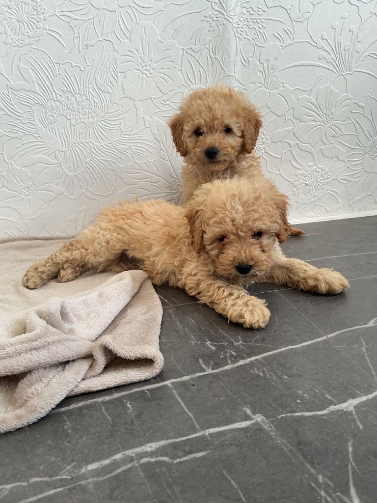 Miniature cavapoos 