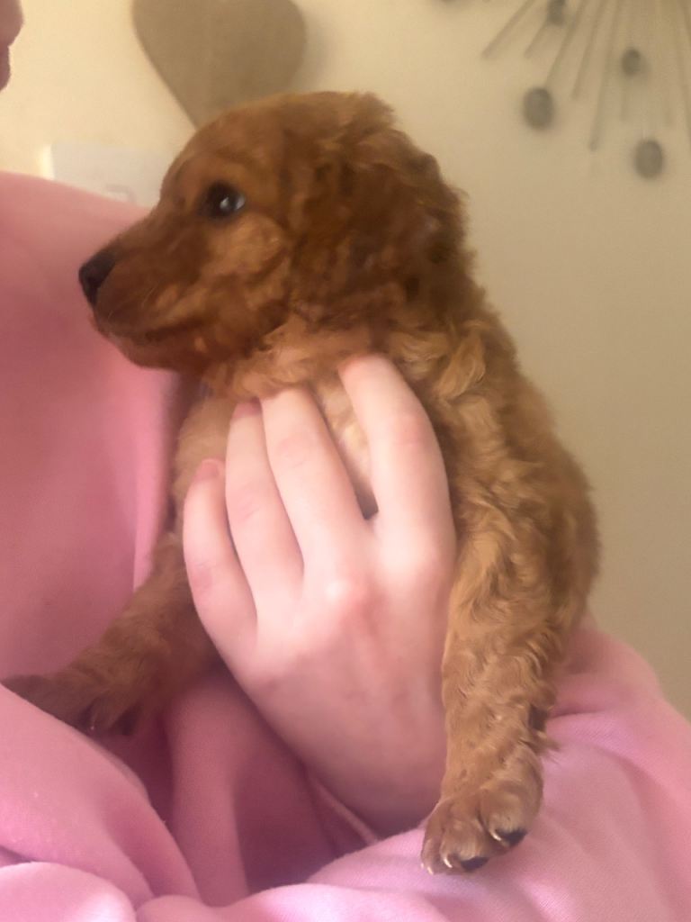 Cockapoo puppies 