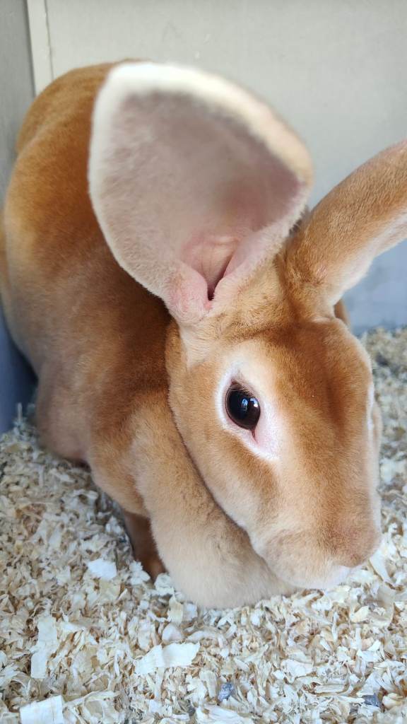 Rex Rabbit 