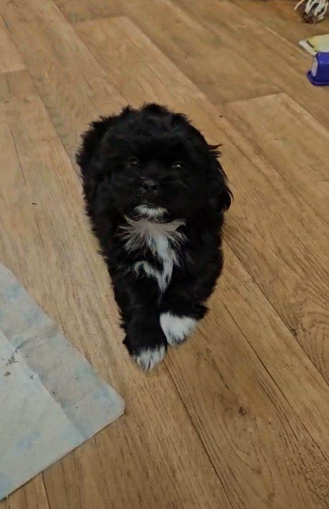 Lahasa apso shih tzu mix 