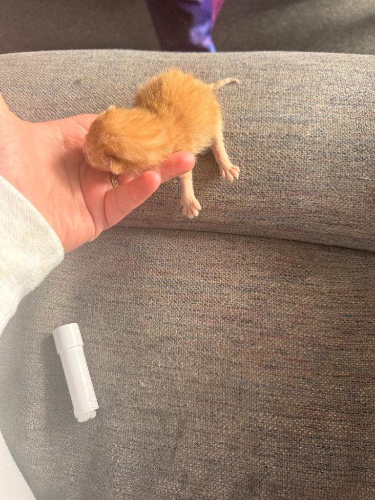 2 kittens for sale (sold)