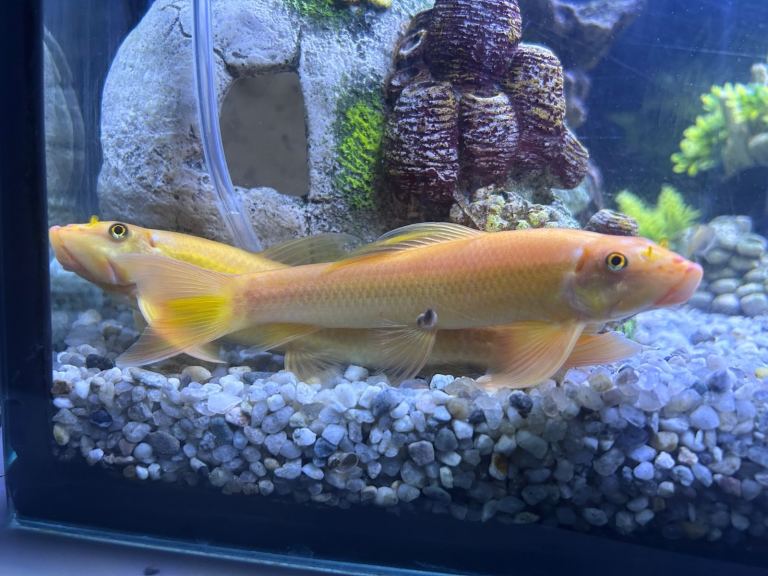 Various tropical fish for sale 