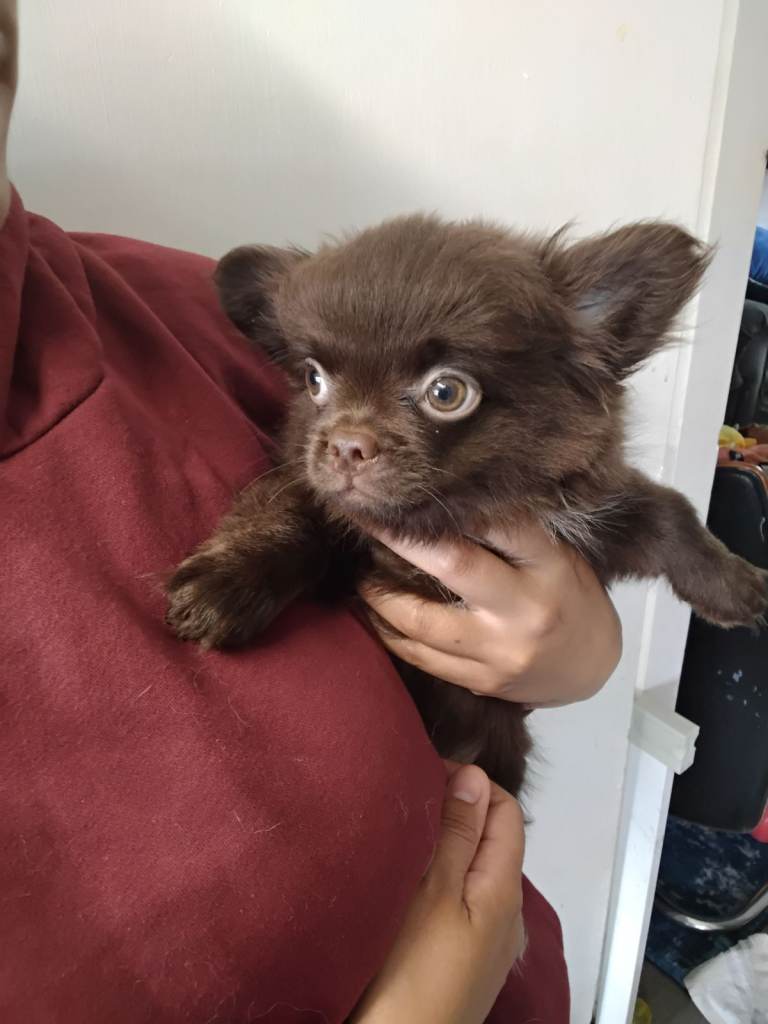 Long haired chihuahua 