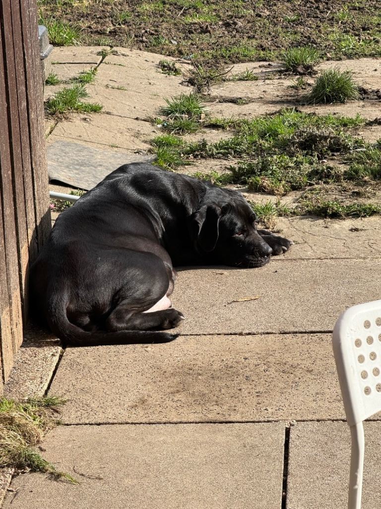 🐾Pure Breed Cane Coro Puppy’s🐾