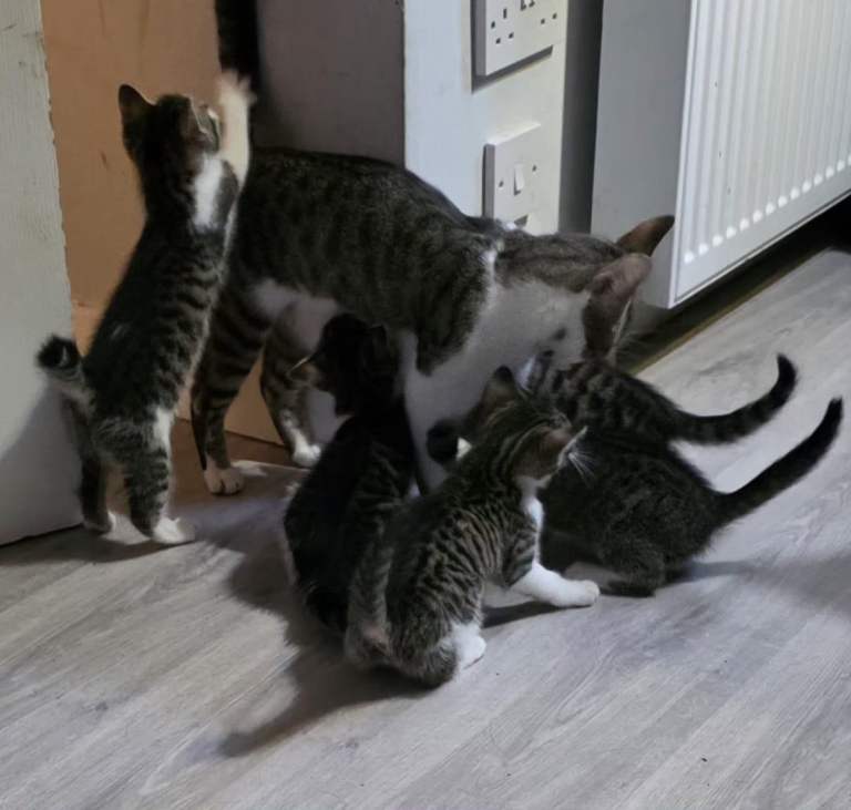 9wk old kittens