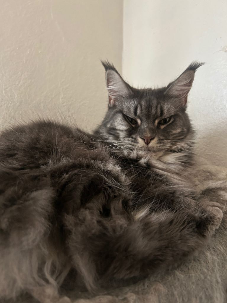 Beautiful female Maine coon cat looking for forever home 