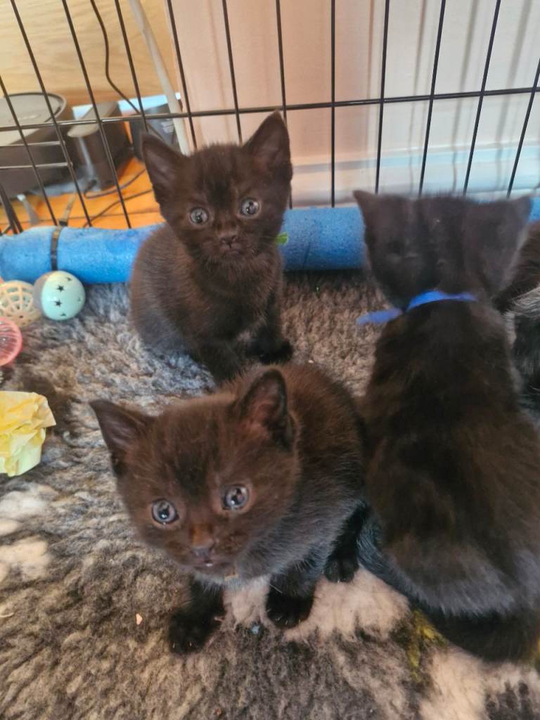 British Short Haired kittens 3 boys 3 girls
