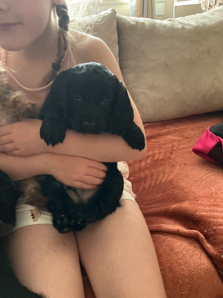 Cockapoo F1B