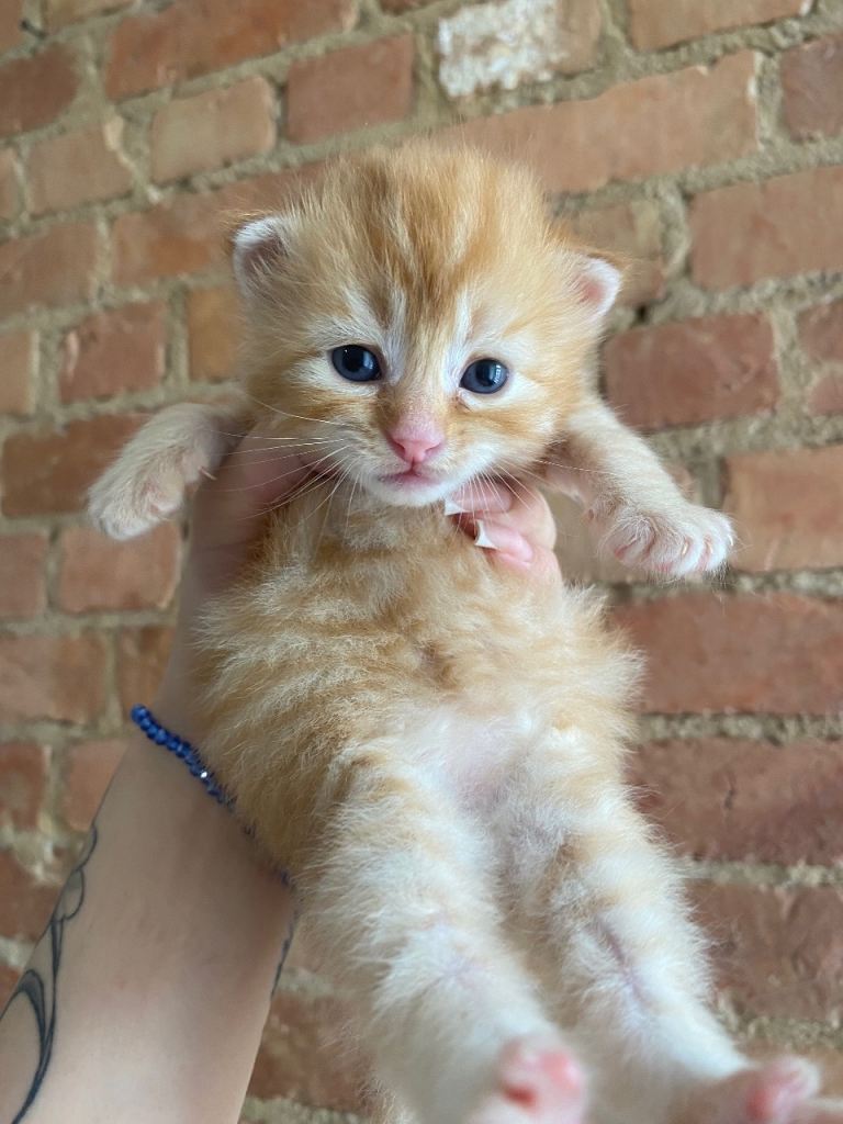 Kitten’s looking for a new home