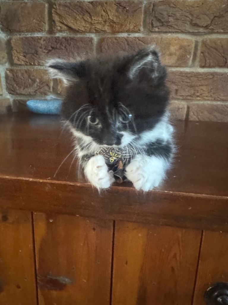 Girl kittens ready for their new home 