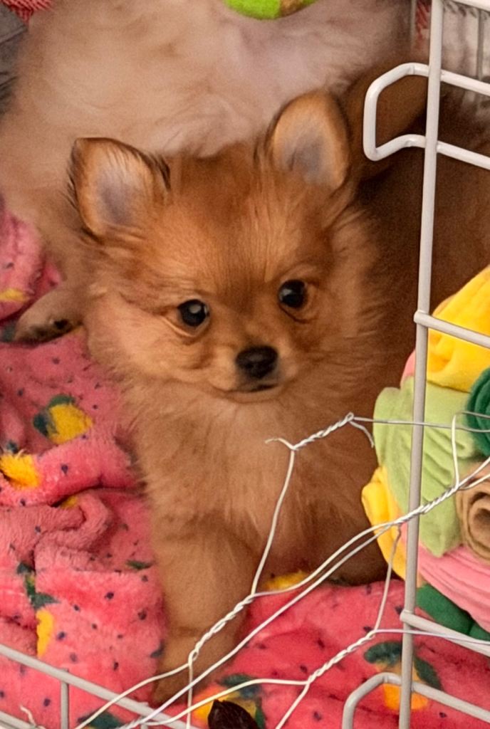 POMCHI PUPPIES