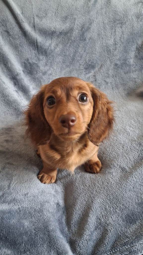 LAST PUPPY LEFT! 