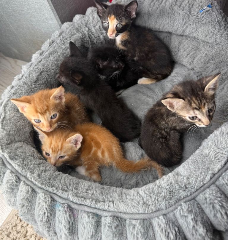 6 Bengal/Tabby/Ginger/Calico kittens for sale 
