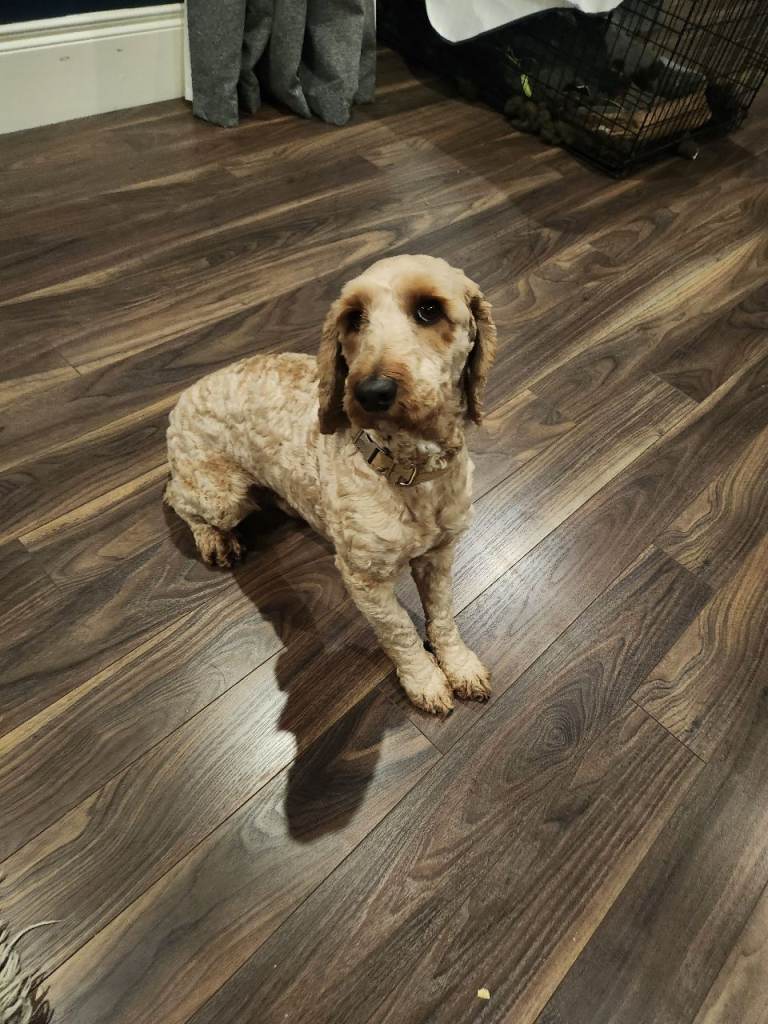 Cockapoo