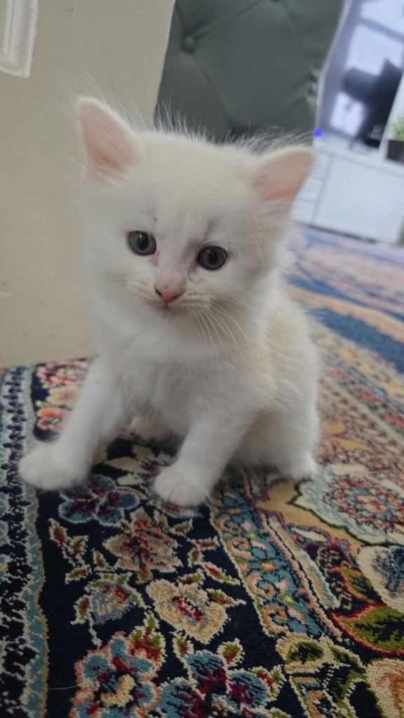 🐱💕  Adorable White Kitten Looking for Their Forever Homes! 🏡❤️