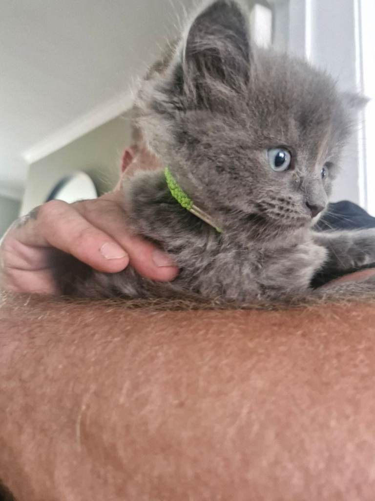 Ragdoll x russian blue kittens