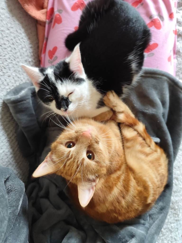  Loving Home Needed for a Beautiful Bonded Pair ❤️