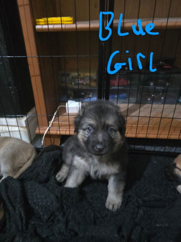 German Shepherd x American Bulldog puppies