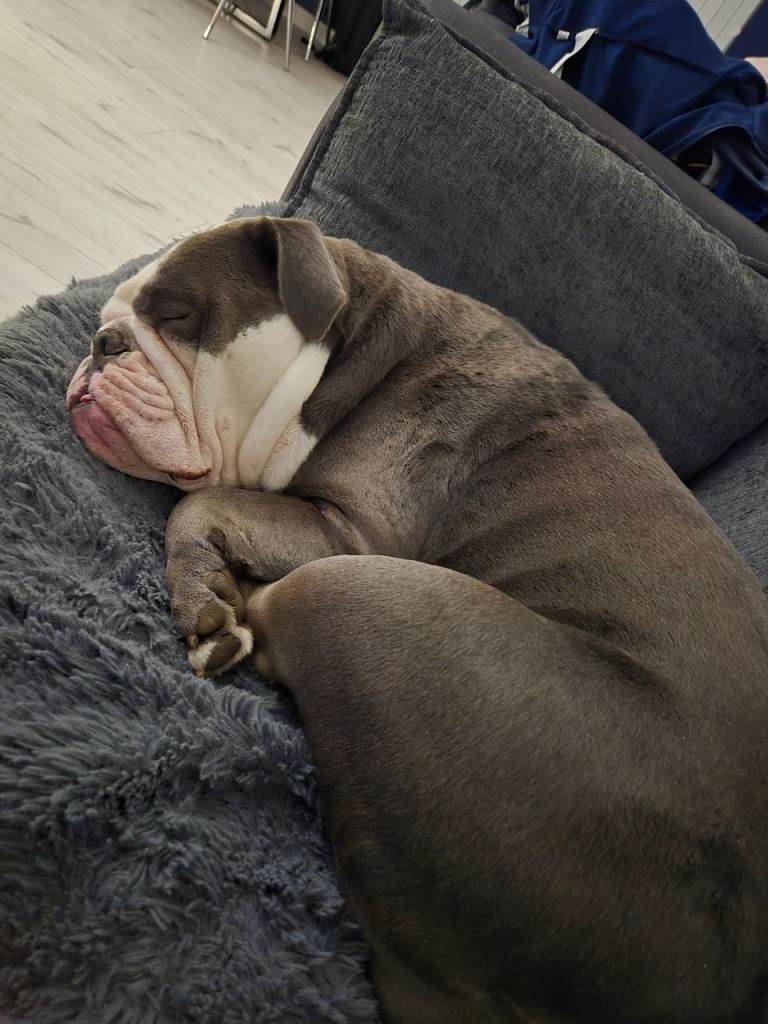 Female English Blue & White Bulldog