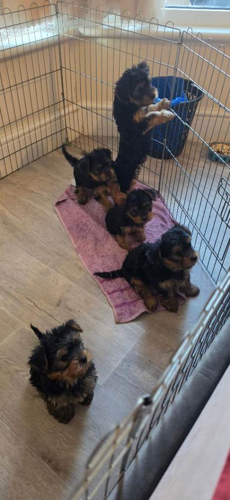 5 PUPPY  8 WEEKS OLD  